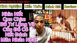 Bố Trí Cầu Và Lồng Hợp Lí Để Chim Thể Hiện 1 Cách Tốt Nhất | Chia Sẻ Thêm Để AE Chăm Chim Tốt Hơn