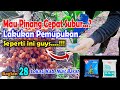 Wajib Tau ‼️ Cara Memupuk Pinang Agar Cepat Subur - Lakukan Ini Saja