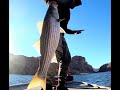 my big swimbait combos for stripers and bass