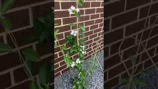 Madagascar Jasmine - Stephanotis flouribunda