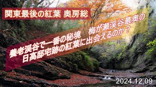 関東最後の紅葉 奥房総養老渓谷で一番の秘境梅ヶ瀬渓谷₍日高邸宅跡の大もみじ）※スマホのみ音量に難あり　PCは大丈夫