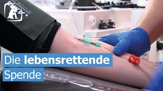Die Blutplasmaspende beim DRK in Cottbus