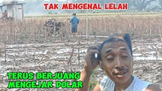 Inpo pagi yang indah di tengah persawahan