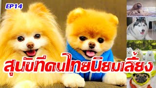 5 สายพันธุ์ สุนัขที่คนไทยนิยมเลี้ยง