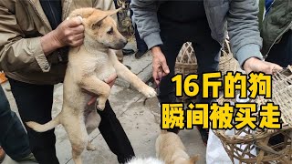 小伙去集市賣小狗，剛到就圍滿了人，16斤的狗瞬間被買走