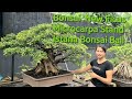 Koleksi Bonsai Terbaru New koleksi istana Bonsai Bali