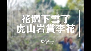 【彰化花壇旅遊】虎山岩遊憩區-山丘上李花開滿雪白片片賞花趣