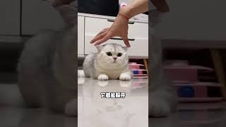 养猫的快乐不止撸猫，还能这样玩 #养猫的快乐 #科学养猫 #宠物知识 #撸猫 #猫咪身上的神奇开关