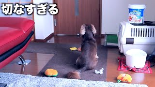 飼い主が仕事の時のお留守番は我慢するが、休日は絶対に許さない犬【ミニチュアダックス】