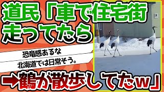 【2ch動物スレ】道民「車で住宅街走ってたら鶴が歩いててワロタｗｗｗｗｗｗｗ」