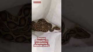 #RESSELLSVIPER  AND REDSANBO COLORDIFFERENT AND SKIN THANKSFOR THIS OPPORTUNITY  URJEND🐍 7373730525🙏