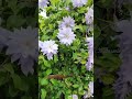 clematis ・tenshio 铁线莲『天塩』。​蓝调的重瓣浅浅紫，风雨中顾盼摇曳。宛若一场柔柔的梦。