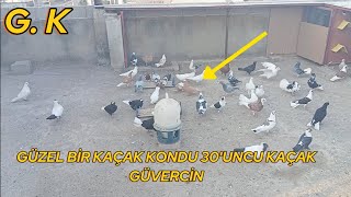 GÜZEL BİR KAÇAK GÜVERCİN KONDU 30'UNCU KAÇAK GÜVERCİN.