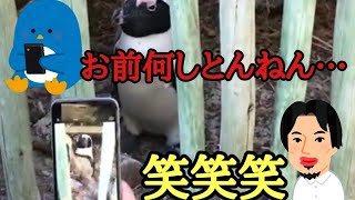 【ひろゆき】襲う野生のペンギンVS襲われるひろゆき【切り抜き】