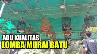 ADU KUALITAS LOMBA MURAI BATU