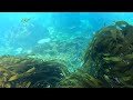 Iongairo: Mapping subtidal habitats of Te Pātaka o Rākaihautū (Banks Peninsula)