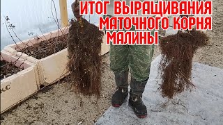 Итог выращивания маточного корня малины!