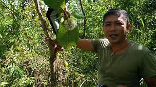 Dios Ama Ang Pagkuha ng Bunga Ng Sinukuang Kahoy pati sanga at dahun nito