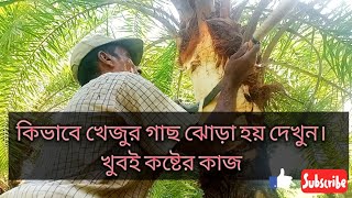 আজকে আপনারা  দেখবেন খেজুর গাছ কিভাবে ঝোড়া হয়🙂 #খেজুরগুড়#খাঁটিখেজুরগুড়