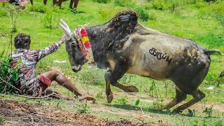 நடுவிக்கோட்டை மஞ்சுவிரட்டு களம் / கடைசி பகுதி