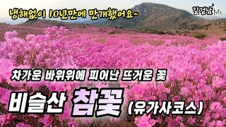 비슬산 참꽃 산행 _ 10년만에 제대로 만개한 비슬산 진달래 _ 유가사코스 _ 천왕봉 _ 대견사 _ 참꽃군락지