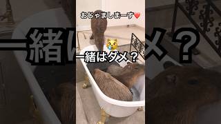 カピバラ温泉一緒はダメ？#shorts #capybara #カピバラ