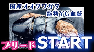 2021年オオクワガタブリードの幕開け【能勢YG】【亜雄晴のクワカブ飼育記】