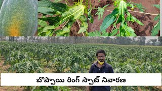 papaya ring spot virus explained by dr hari kumar horticulture scientist kvk vizianagaram