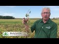 soybean stem canker