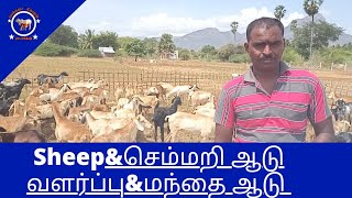 sheep \u0026செம்மறிஆடு பற்றிய முழுவிவரம்|மந்தை ஆடு வளர்ப்பு முறை முழுவிரங்கள்