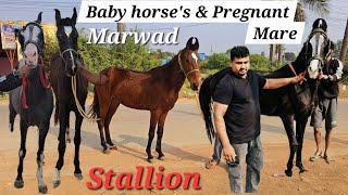 Marwad ghode ghodiya available in Hyderabad | baby horses | Stallion & Mare horse | Pregnant ghodi