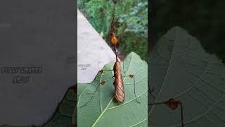 wandering violin mantis