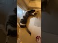 自由気ままな猫【ねぎま】 猫 ねこのいる暮らし