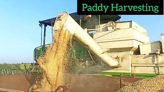 Paddy Harvesting Video|Paddy grass cutting |Rice Harvesting Video| #agriculture #Paddy #farming