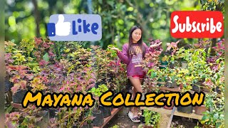 MAYANA/COLEUS COLLECTIONS (60+ Varieties)