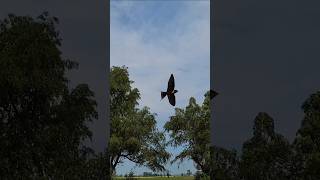 Barn Swallows Flying Fast and Swooping in Close on a Summer Day in South Dakota! #barnswallow #birds