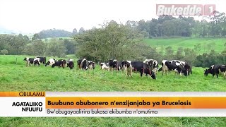 Agataliikonfuufu: Bubuno obubonero n'enzijjanjaba ya Brucelosisi