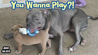 Pitbull Meets His Brother For The First Time! Such A Beautiful Reaction!