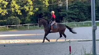 鹿児島国体　成年男子自由演技馬場馬術競技（時間見積用）