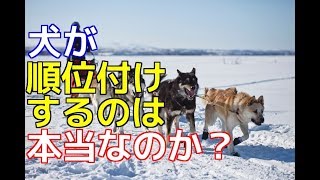 【愛犬のための知識】犬が順位付けするのは本当？【犬を知る】