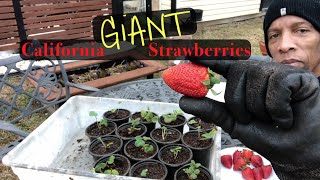 Growing California Giant Strawberries! 🍓 (Get Ready for HUGE Berries!)