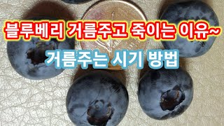 블루베리 거름주고 죽이는 이유~블루베리 비료 거름주는 시기와 방법