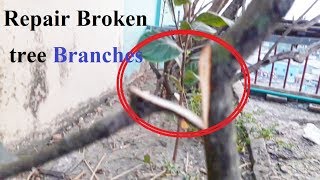 How to Repair Broken tree Branches using Organic Fertilizer very easly