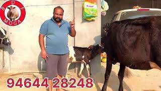 ਮੁੱਲ 22 ਹਜ਼ਾਰ -3 ਸੂਈਆ ਗਾਵਾ ਵਿਕਾਉ -3 cow for sale (24-10-2024)