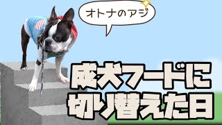 【ボストンテリア  ボステリ】青い瞳のネロ　成犬フードに切り替えた日　2022.4.17