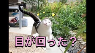 ずっこける猫 / Dizzy Cat