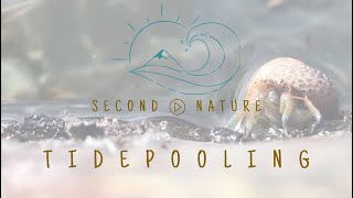 San Diego S Top Tidepooling
