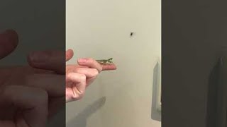 Molly the NZ Mantis Catching Fly || ViralHog