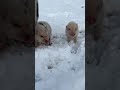 一群小可爱猪宝宝 小奶猪 撸猪 雪地里撒欢 小猪猪🐷