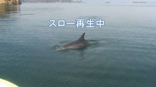 能登島イルカウオッチング